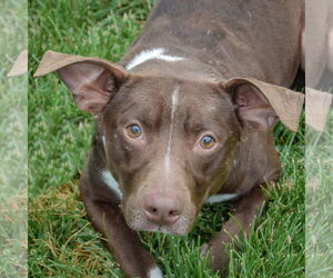 Beagle-Chihuahua Mix Dogs for adoption in Huntley, IL, USA
