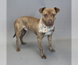 Mutt Dogs for adoption in Shelburne, VT, USA