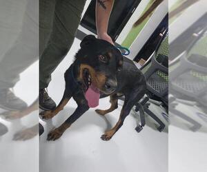 Rottweiler Dogs for adoption in Temple, TX, USA