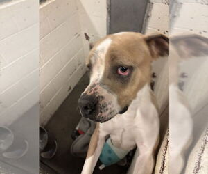 Mutt Dogs for adoption in Las Vegas, NM, USA