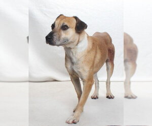 Labbe Dogs for adoption in Burbank, CA, USA