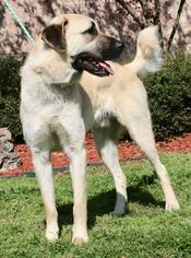 Anatolian Shepherd Dogs for adoption in Little Rock, AR, USA