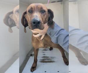 Redbone Coonhound Dogs for adoption in Sparta, TN, USA
