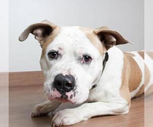 Bulldog Dogs for adoption in Eden Prairie, MN, USA