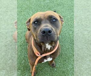 American Pit Bull Terrier Dogs for adoption in Fayetteville, NC, USA