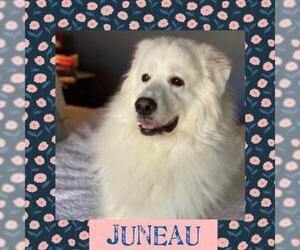 Great Pyrenees Dogs for adoption in Littleton, CO, USA