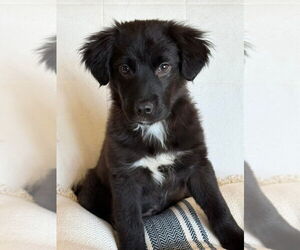 Labrador Retriever-Unknown Mix Dogs for adoption in Aurora, IN, USA