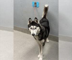 Huskies -Unknown Mix Dogs for adoption in Las Vegas, NV, USA