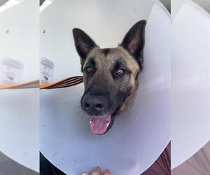 German Shepherd Dog Dogs for adoption in Stockton, CA, USA