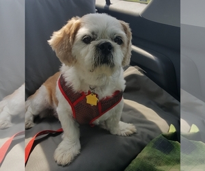 Medium Photo #1 Lhasa Apso Puppy For Sale in Pataskala, OH, USA
