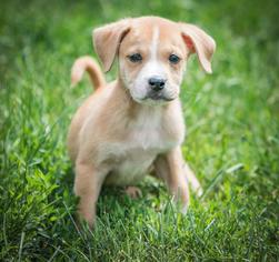 Borador Dogs for adoption in Walnutport, PA, USA