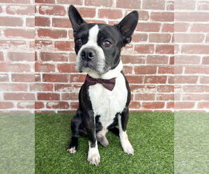 Boston Terrier-Unknown Mix Dogs for adoption in Corona, CA, USA