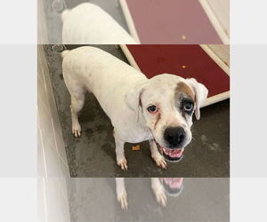 Boxer Dogs for adoption in Austin, TX, USA