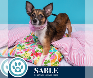 Chihuahua-Unknown Mix Dogs for adoption in Kimberton, PA, USA