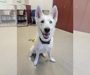 Siberian Husky-Unknown Mix Dogs for adoption in Fort Wayne, IN, USA
