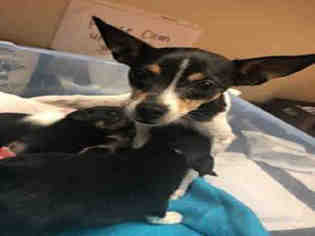 Rat-Cha Dogs for adoption in Ogden, UT, USA