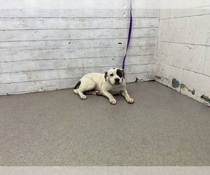 Bulldog-Unknown Mix Dogs for adoption in San Bernardino, CA, USA