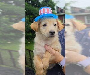 Labrador Retriever-Unknown Mix Dogs for adoption in Center Township, PA, USA
