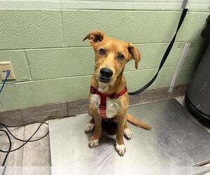 German Shepherd Dog-Unknown Mix Dogs for adoption in Grand Prairie, TX, USA