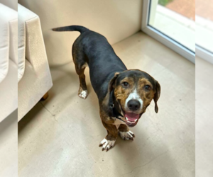 Basset Hound-Unknown Mix Dogs for adoption in Vail, AZ, USA