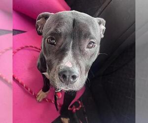 Bullboxer Pit Dogs for adoption in Oklahoma City, OK, USA