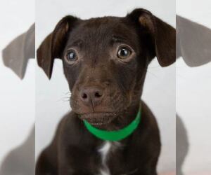 Chiweenie Dogs for adoption in Kennesaw, GA, USA