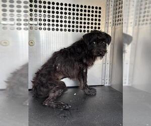 Mutt Dogs for adoption in Pearland, TX, USA