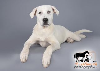 Medium Photo #1 Bulldog-Great Pyrenees Mix Puppy For Sale in Effort, PA, USA