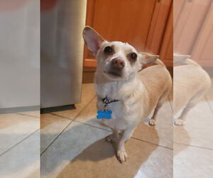 Cardigan Welsh Corgi-Chihuahua Mix Dogs for adoption in Gulfport, MI, USA