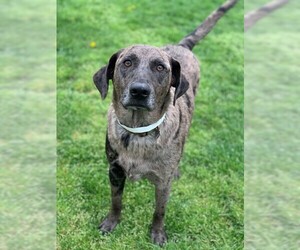 Mountain Cur-Unknown Mix Dogs for adoption in Howell, MI, USA