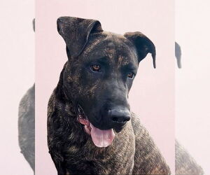 Labrador Retriever-Unknown Mix Dogs for adoption in Pasadena, CA, USA