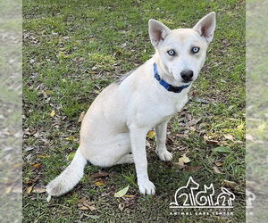 Siberian Husky-Unknown Mix Dogs for adoption in Irvine, CA, USA