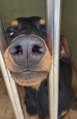 Doberman Pinscher Dogs for adoption in Bellevue, WA, USA