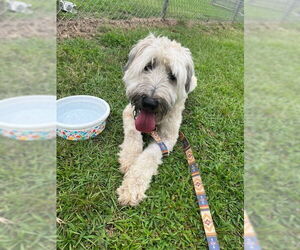 - Mix Dogs for adoption in Tarrytown, GA, USA