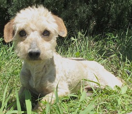 Doodle Dogs for adoption in San Antonio, TX, USA