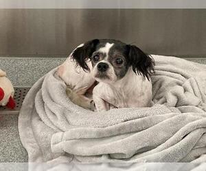Shih Tzu-Unknown Mix Dogs for adoption in Orange, CA, USA