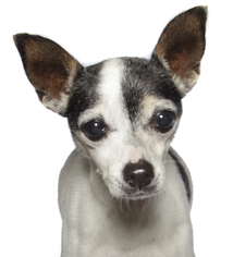Medium Photo #1 Rat Terrier Puppy For Sale in Oakland Park, FL, USA
