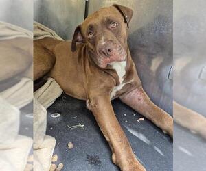 Labrador Retriever-Unknown Mix Dogs for adoption in San Antonio, TX, USA