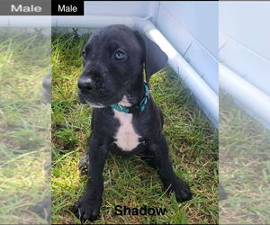 Great Dane Dogs for adoption in Bullard, TX, USA