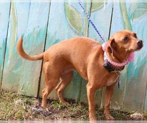 Chiweenie Dogs for adoption in Bandera, TX, USA