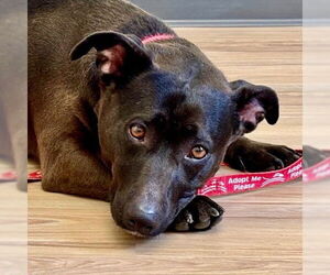 Mutt Dogs for adoption in Canton, CT, USA