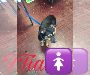Chiweenie Dogs for adoption in Pleasanton, TX, USA