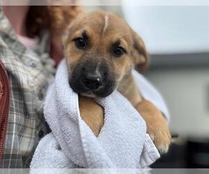 American Pit Bull Terrier-German Shepherd Dog Mix Dogs for adoption in Santa Rosa, CA, USA