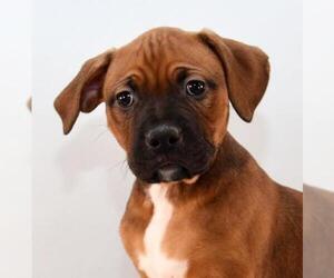 Boxweiler Dogs for adoption in Sheridan, CO, USA