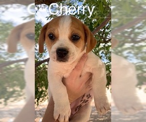 Dachshund Dogs for adoption in Phelan, CA, USA