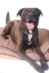 Labrador Retriever-Unknown Mix Dogs for adoption in Columbus, GA, USA
