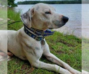 Pointer Dogs for adoption in Opelika, AL, USA