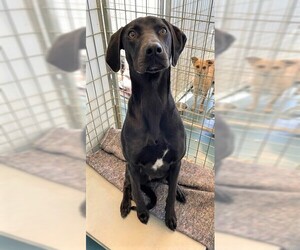 Lab-Pointer Dogs for adoption in Chico, CA, USA