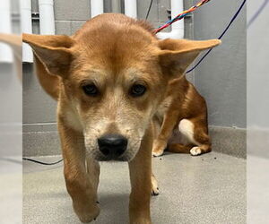 Shiba Inu-Unknown Mix Dogs for adoption in Las Vegas, NV, USA