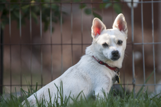 Medium Photo #1 Chihuahua-Unknown Mix Puppy For Sale in danville, CA, USA